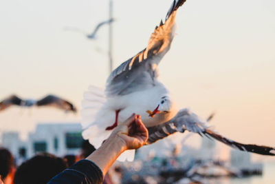 Cropped hand feeding seagull against clear sky