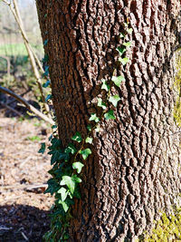 Close-up of lichen on tree trunk in forest