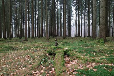 Trees in forest