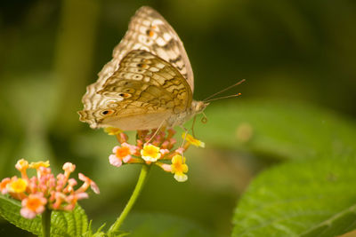 Close-up of butterfly pollinating on flower