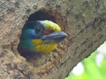 Close-up of parrot on tree trunk