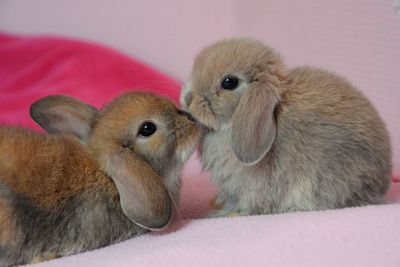 Close-up of a rabbit