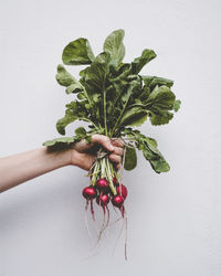 Cropped hand holding radishes against white background