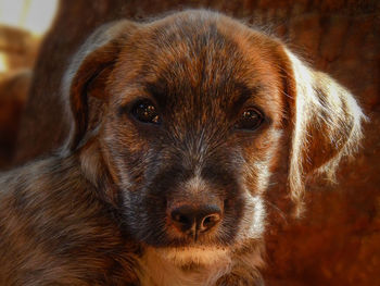 Close-up portrait of a dog