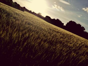 Scenic view of wheat field against sky