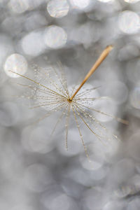 Close-up of dandelion on plant