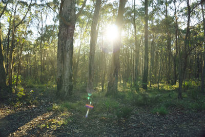 Sunlight streaming through trees in forest