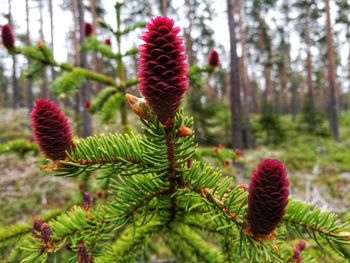 Close-up of pine cone on cactus in forest