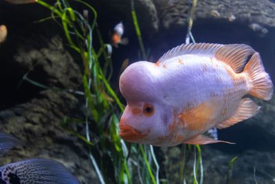 Close-up of fish swimming in sea