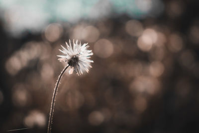 Close-up of dandelion against blurred background