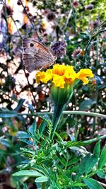 Close-up of butterfly pollinating on yellow flower