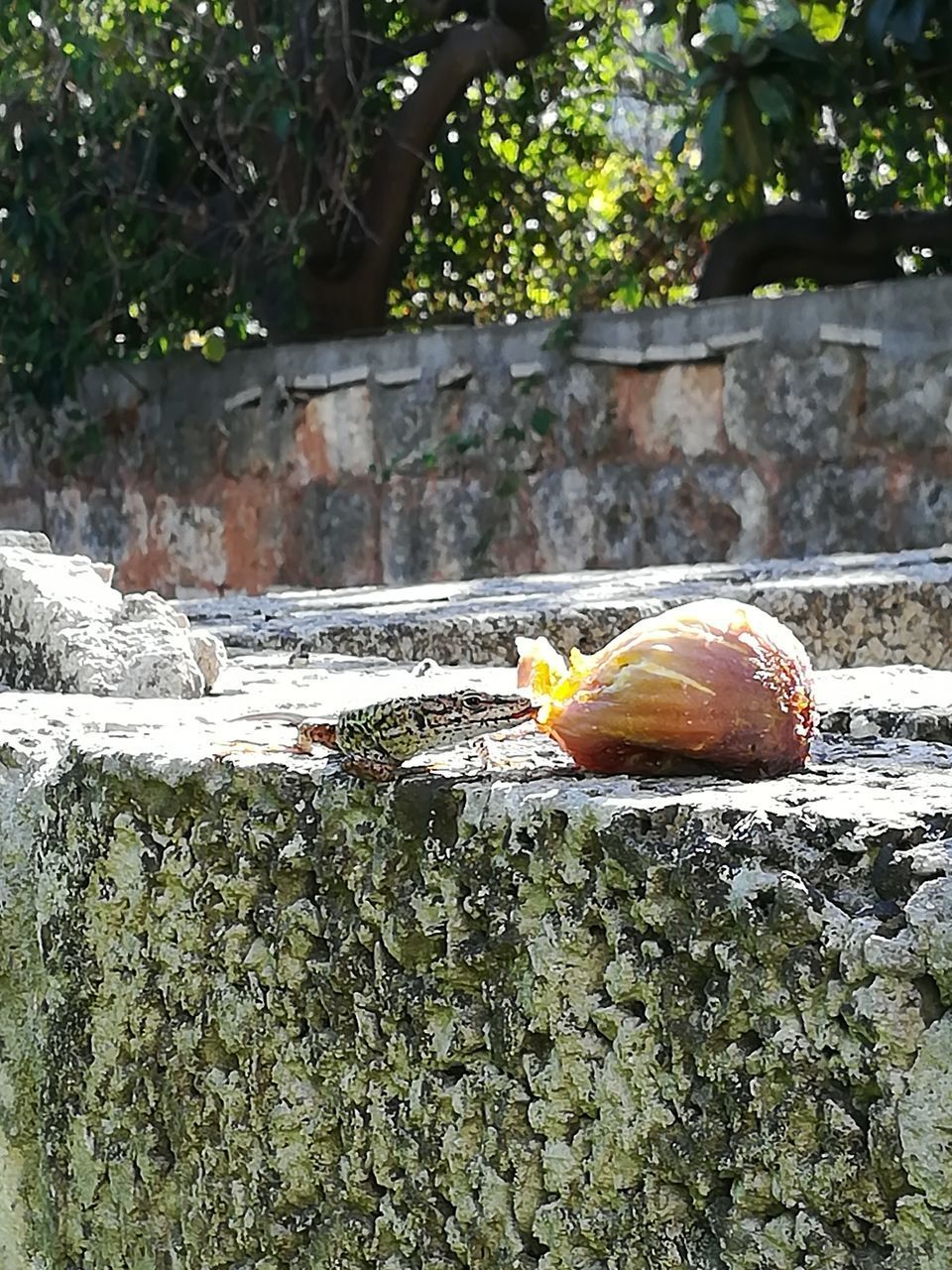 CLOSE-UP OF A TURTLE ON RETAINING WALL