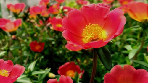 Close-up of flowers blooming outdoors