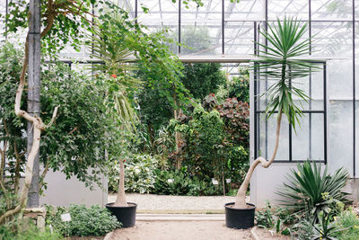 Plants growing in greenhouse