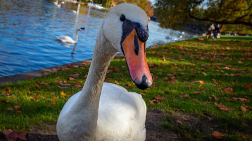 Close-up of swan