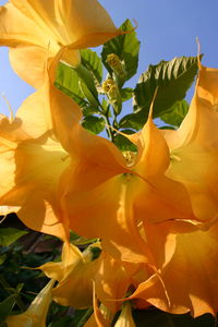 Low angle view of flower tree against sky