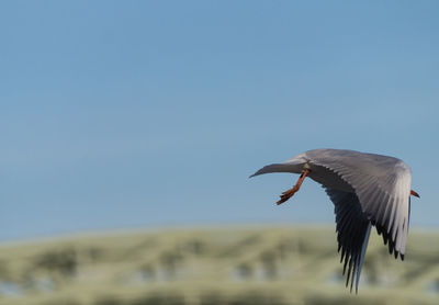 Bird flying against sky