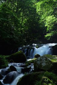 View of waterfall along trees