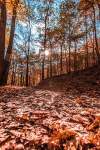 Surface level of autumn trees in forest