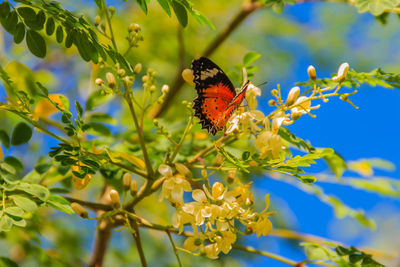 Close-up of butterfly pollinating on flower