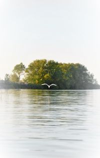 Birds in calm lake
