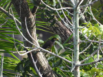 Low angle view of bird perching on tree