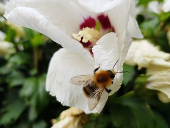 Close-up of honey bee on white flower