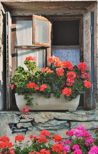 Flowers on window of building