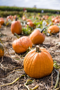 Pumpkins on field