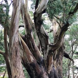 Low angle view of bare tree in forest