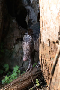 Close-up of bird perching on tree trunk