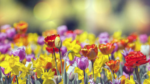 Close-up of purple flowering plants on field