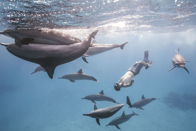 Man snorkeling with fishes underwater