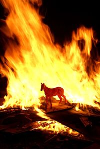 Close-up of bonfire at night