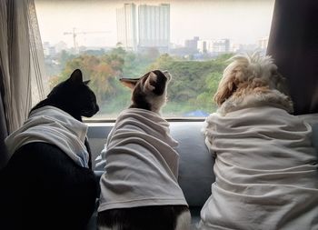 Rear view of people sitting on window