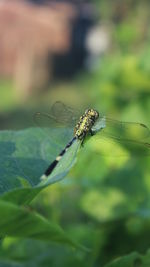 Close-up of dragonfly on leaf