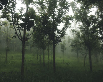 Trees on field during foggy weather