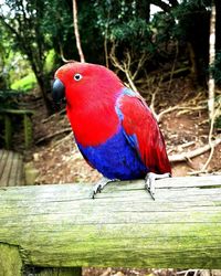 Close-up of parrot perching on wood