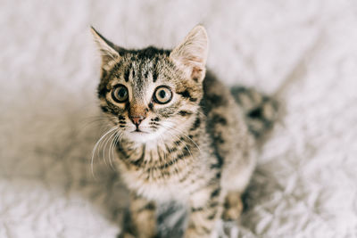 Portrait of tabby kitten on bed