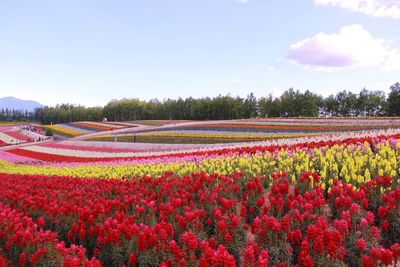 Colorful flowers in field