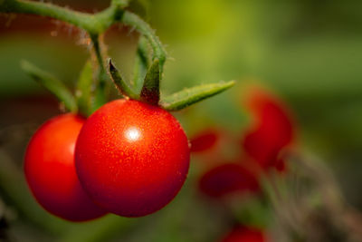Close-up of strawberry on plant