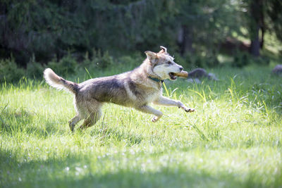 Dog on grass