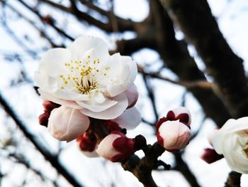 Close-up of white flowers blooming in field