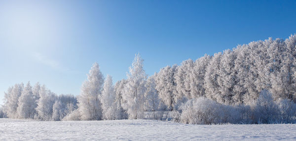Trees on snow covered landscape against clear blue sky