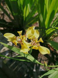 Close-up of yellow flowers