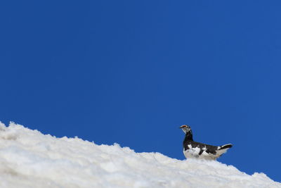 Low angle view of seagull against clear blue sky