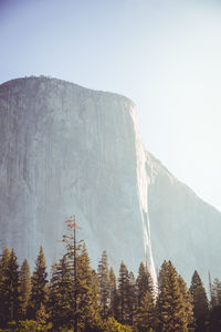 El capitan at sunrise with pine trees in the foreground viewed from yosemite valley