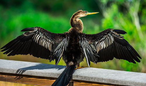 Close-up of bird flying