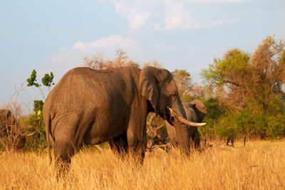 Elephant in a field