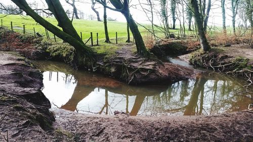 Trees in pond